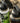 T&C Surf 46 oz Laua'e Camo Rambler Yeti Bottle with Chug Cap