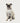 Bonney Bow Pet Collar